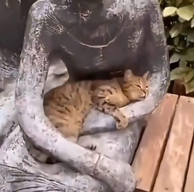 被抛弃的猫儿其实很怀念在人类怀中的感觉（图1是小区流浪猫在雕像怀里撒娇，图2是流浪猫看到宠物店里的猫被摸，下意识的侧身露出了脖子）😢via LDLD 果冻被抛弃的猫儿其实很怀念在人类怀中的感觉（图1是小区流浪猫在雕像怀里撒娇，图2是流浪猫看到宠物店里的猫被摸，下意识的侧身露出了脖子）😢via LDLD 果冻