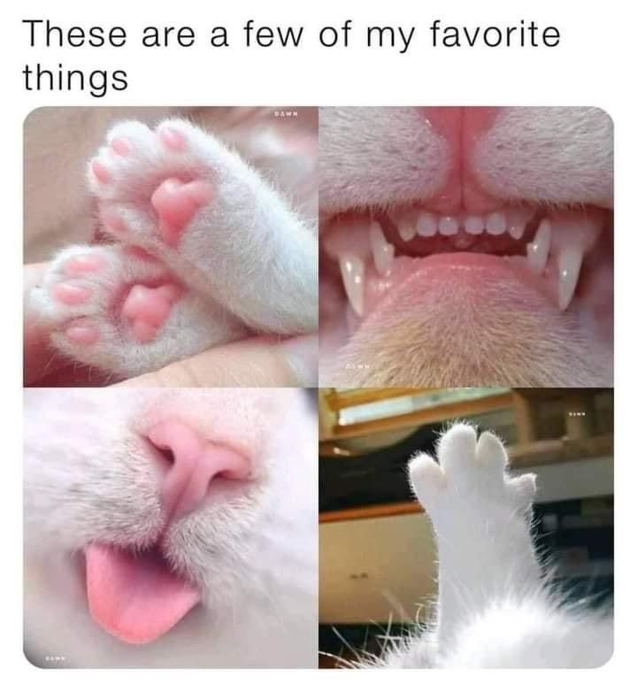 但它是猫猫诶via ZiClover | 公益机场#猫猫