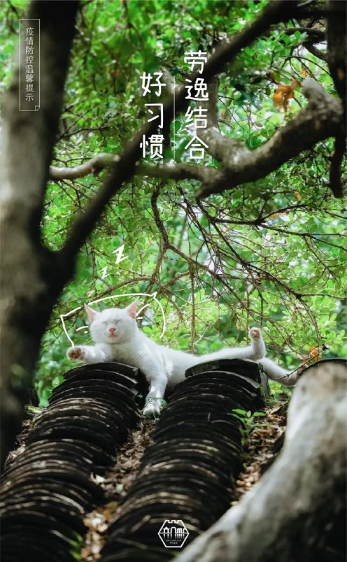 #苏州园林的猫  苏州防疫宣传，掌握了流量密码#苏州园林的猫  苏州防疫宣传，掌握了流量密码