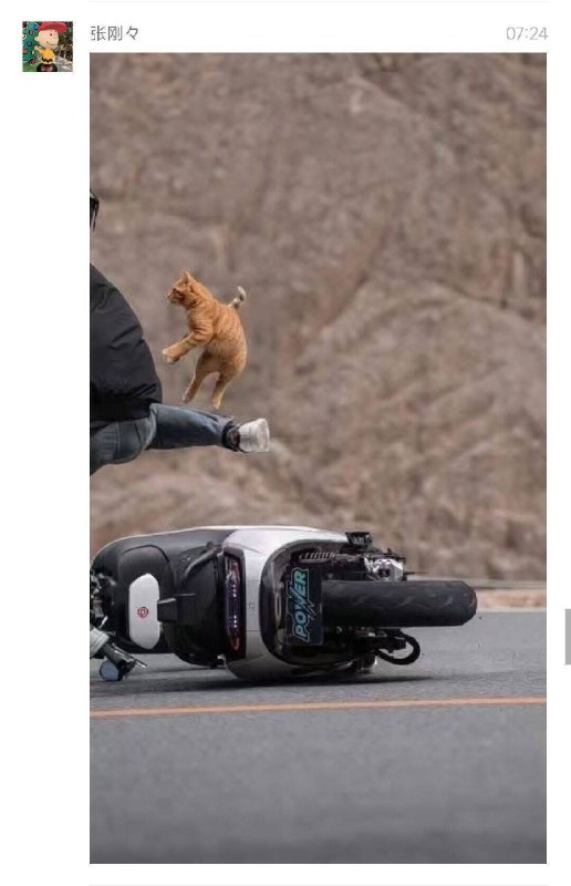 from 猫猫窝🐈🐈‍⬛from 猫猫窝🐈🐈‍⬛