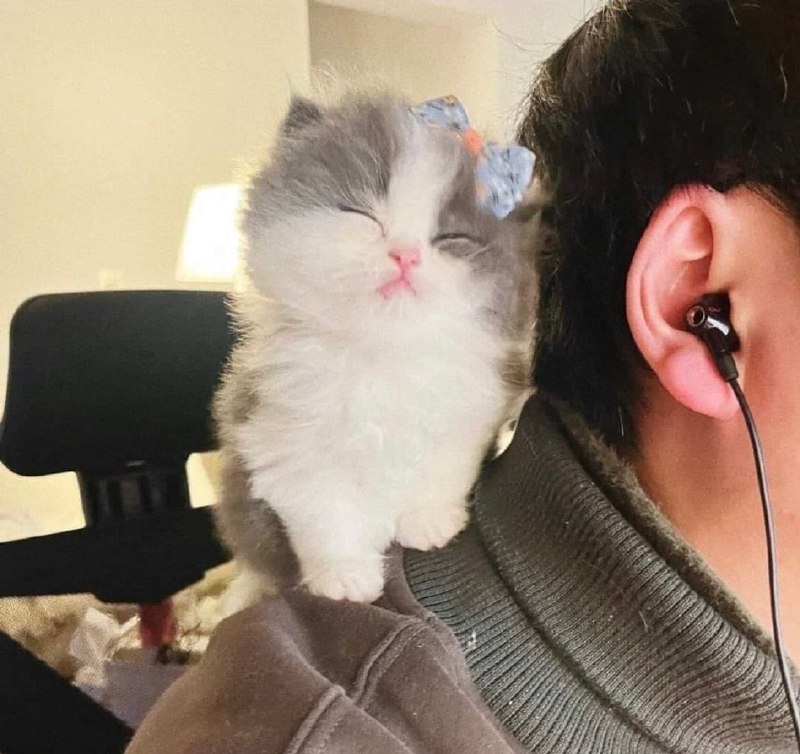 #猫猫from 平壤卫视 via 呀#猫猫from 平壤卫视 via 呀