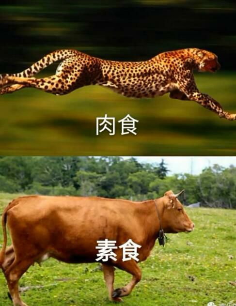 吃什麽減肥，不用我說了吧🧐吃什麽減肥，不用我說了吧🧐