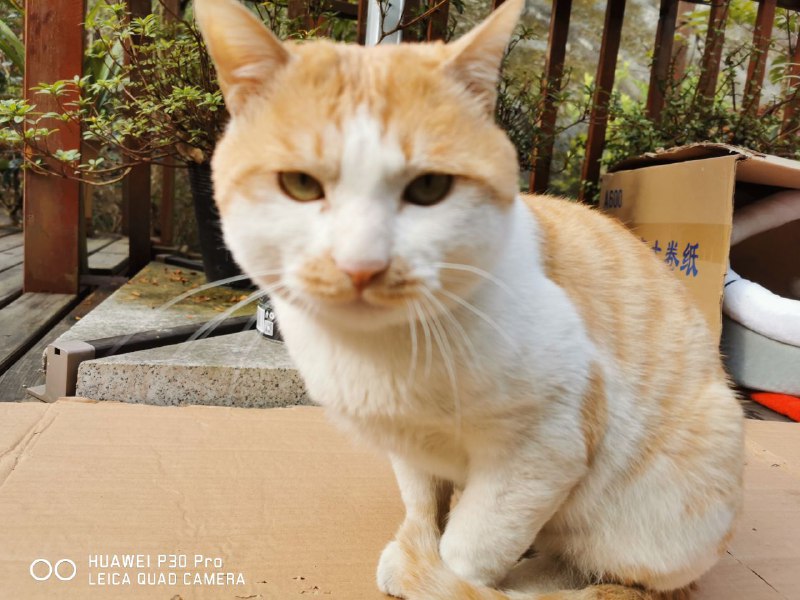 我家猫的猫粮被我家狗吃了 猫就一直这个表情我家猫的猫粮被我家狗吃了 猫就一直这个表情