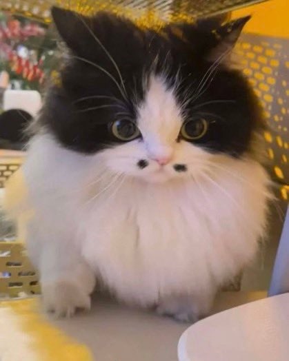 “我这八字胡怎么样”  #猫猫from 平壤卫视 via 呀“我这八字胡怎么样”  #猫猫from 平壤卫视 via 呀