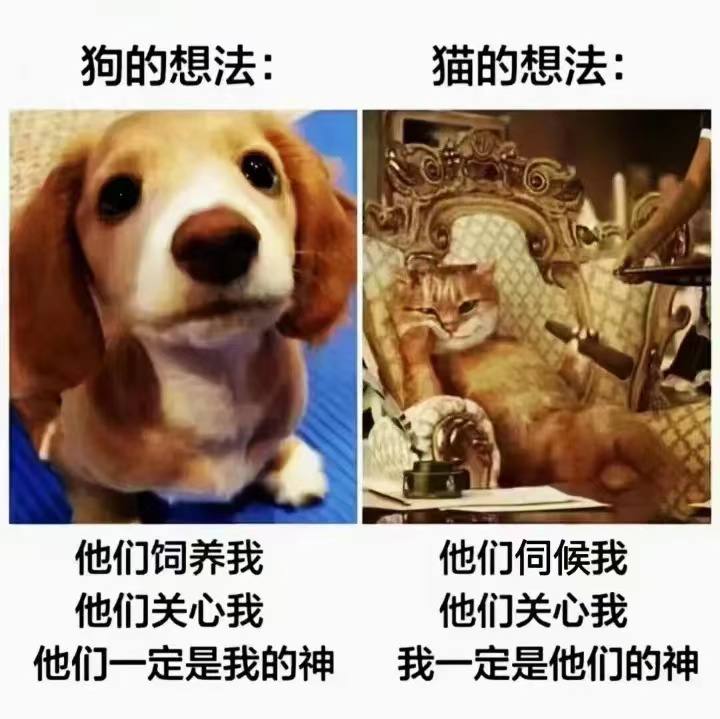 养猫养狗 的区别 🤣from 奇趣百科💥