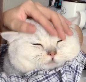 有没有那种头很大很圆很想很软的小猫咪？大家来云吸一把