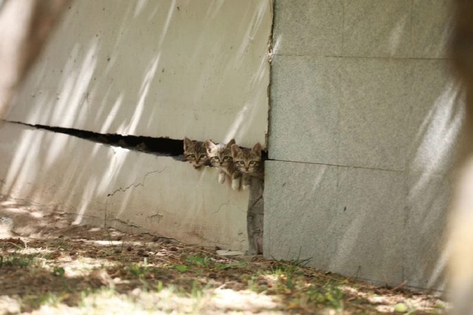 source  众所周知 墙缝里可以长出🐱🐱source  众所周知 墙缝里可以长出🐱🐱