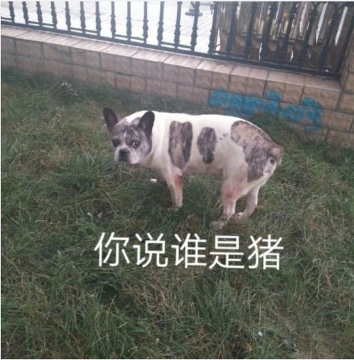 你说谁是猪？？？再说一遍你说谁是猪？？？再说一遍