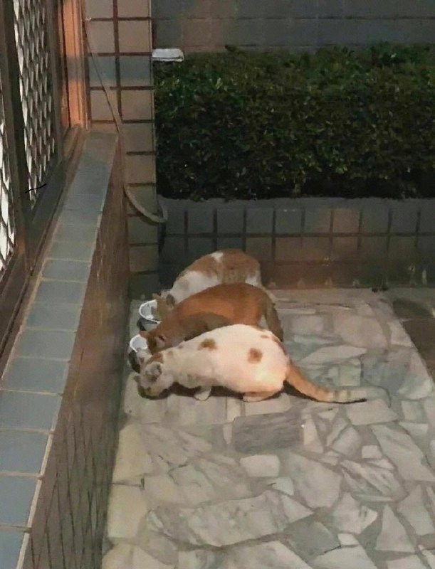 《为了避免尴尬而试图假装合群》白猫：“骗你们的，其实那天我根本没吃饱”