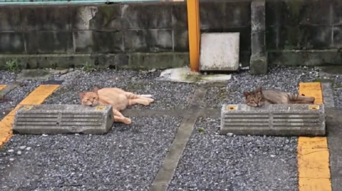 停猫厂停猫厂
