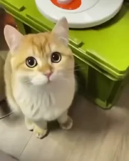 Video Sticker