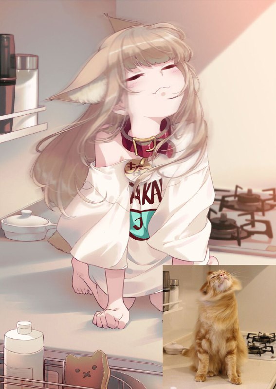 from 每日无数猫from 每日无数猫