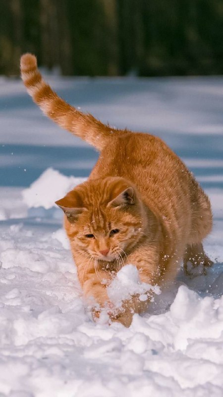每ᨐ日ᨐ猫ᨐ图每ᨐ日ᨐ猫ᨐ图