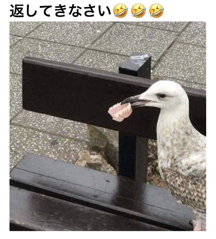 from 平壤卫视