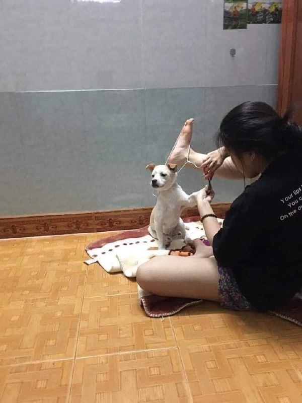 #狗狗 剪指甲😅from 平壤卫视