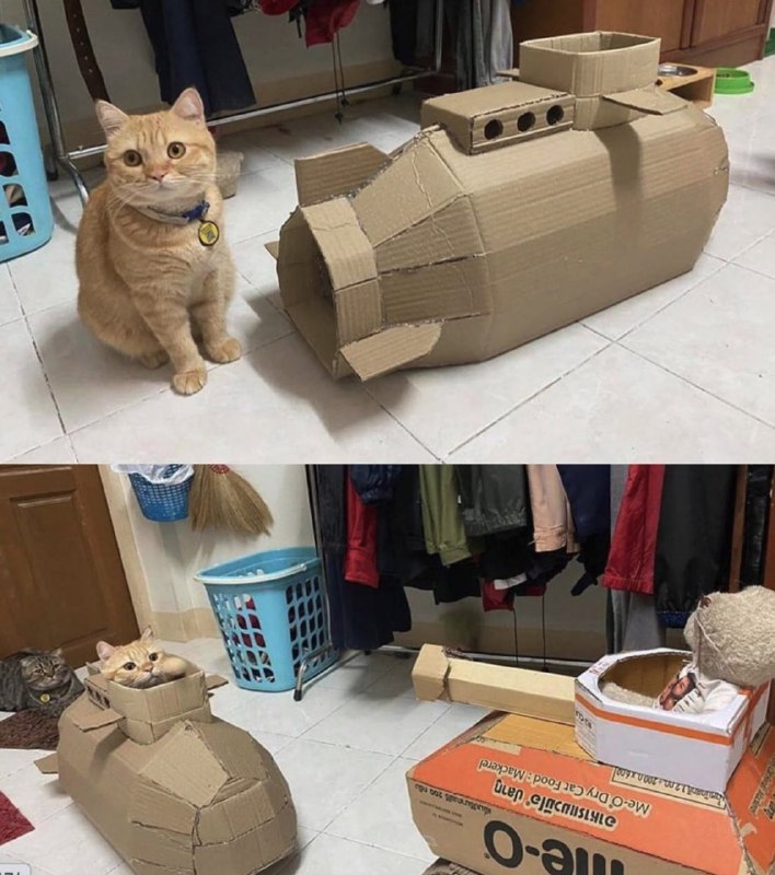 #猫猫from 平壤卫视