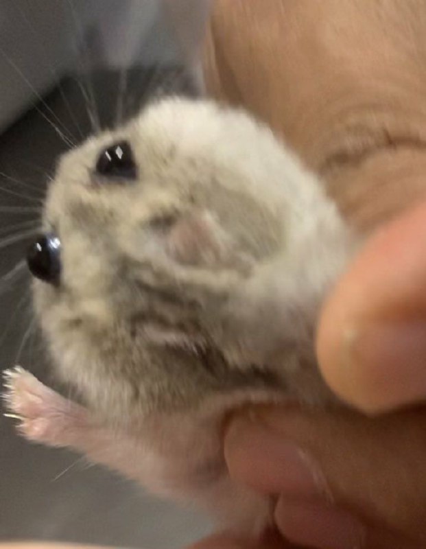 鼠鼠還是珍珠奶茶？via 楓鼠鼠還是珍珠奶茶？via 楓