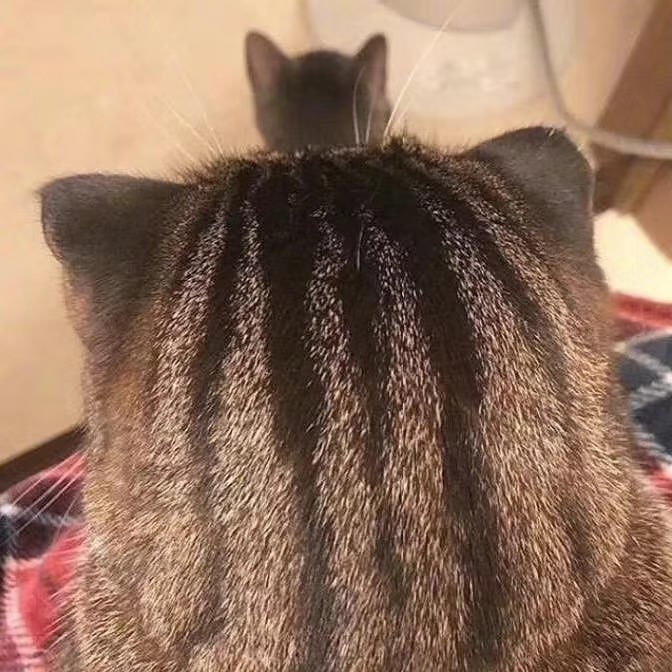 摸摸小猫头万事都不愁～摸摸小猫头万事都不愁～