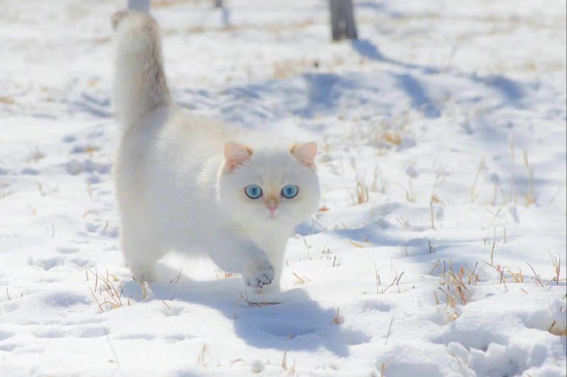 #猫猫雪地精灵from 平壤卫视 via 呀#猫猫雪地精灵from 平壤卫视 via 呀