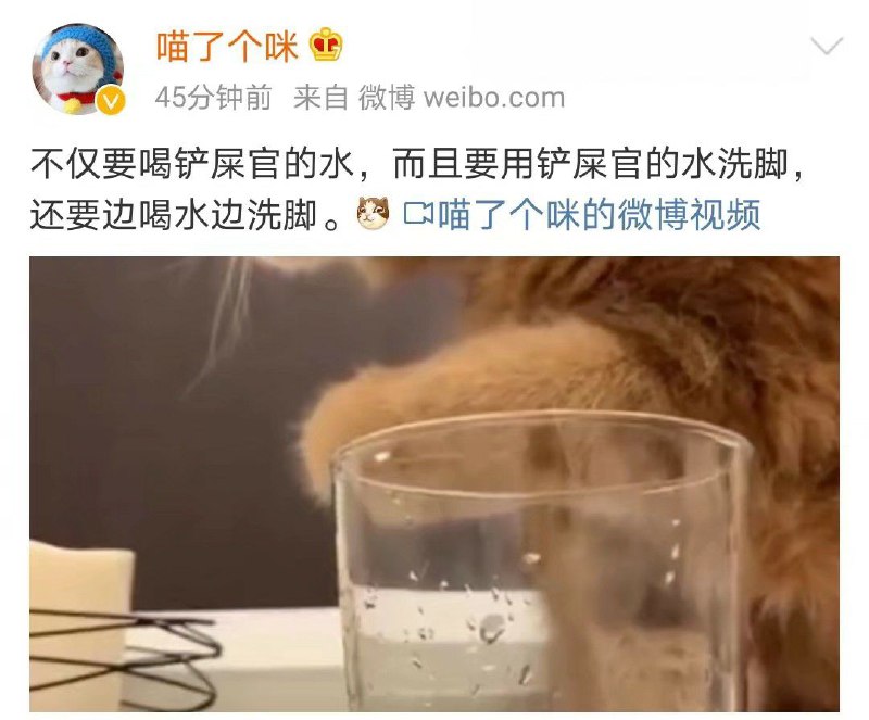小猫咪能有什么坏心思呢小猫咪能有什么坏心思呢