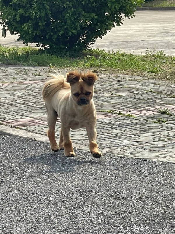 #狗狗from 平壤卫视 via ㅤ#狗狗from 平壤卫视 via ㅤ