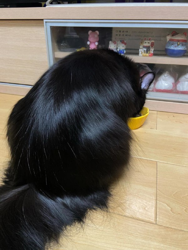 这猫就像一顶放在地上的假发这猫就像一顶放在地上的假发