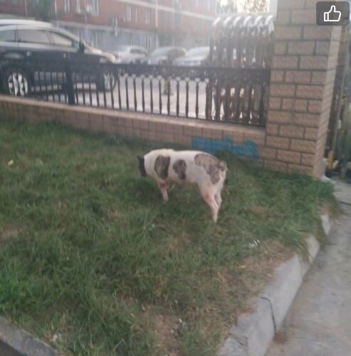 你说谁是猪？？？再说一遍你说谁是猪？？？再说一遍