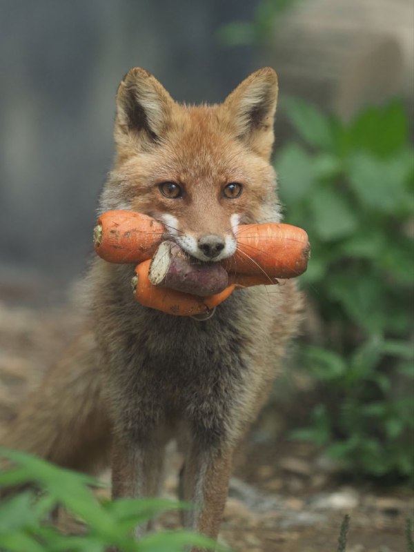 上海狐狸🦊