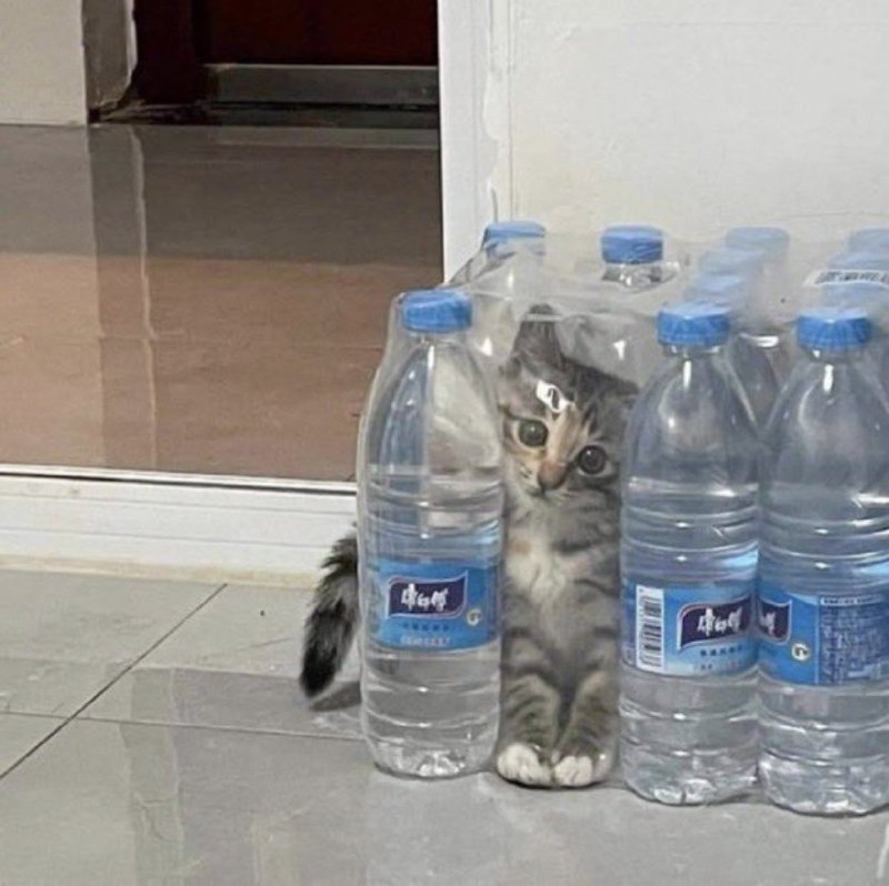 众所周知猫是液体