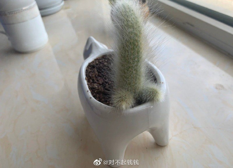 via 君生我未生，我生君已老