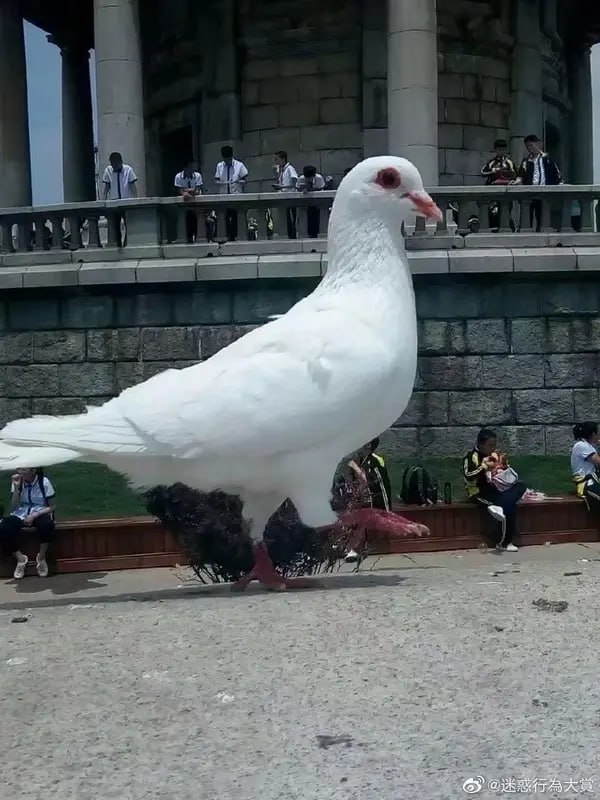 via 7号沙雕网友