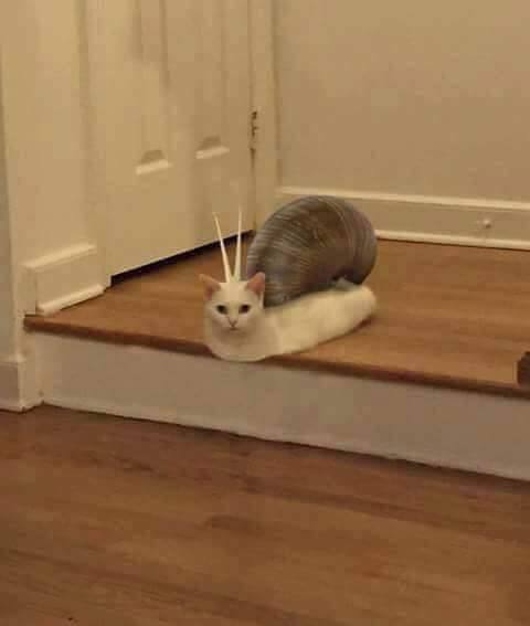 #猫猫from 平壤卫视 via lumorian