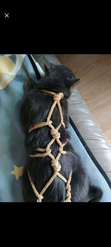 via 犯罪嫌疑人张某