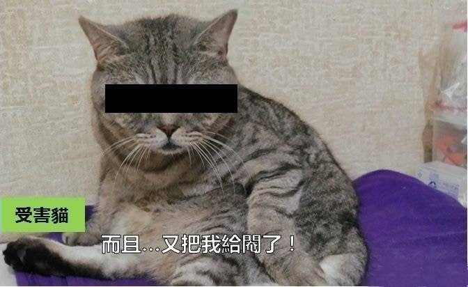 如果猫会说话如果猫会说话