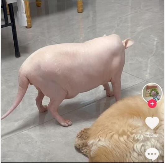 这是猫？这是猪吧这是猫？这是猪吧