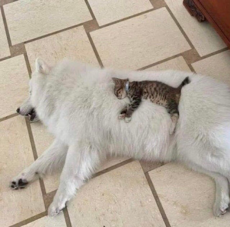 via 时月