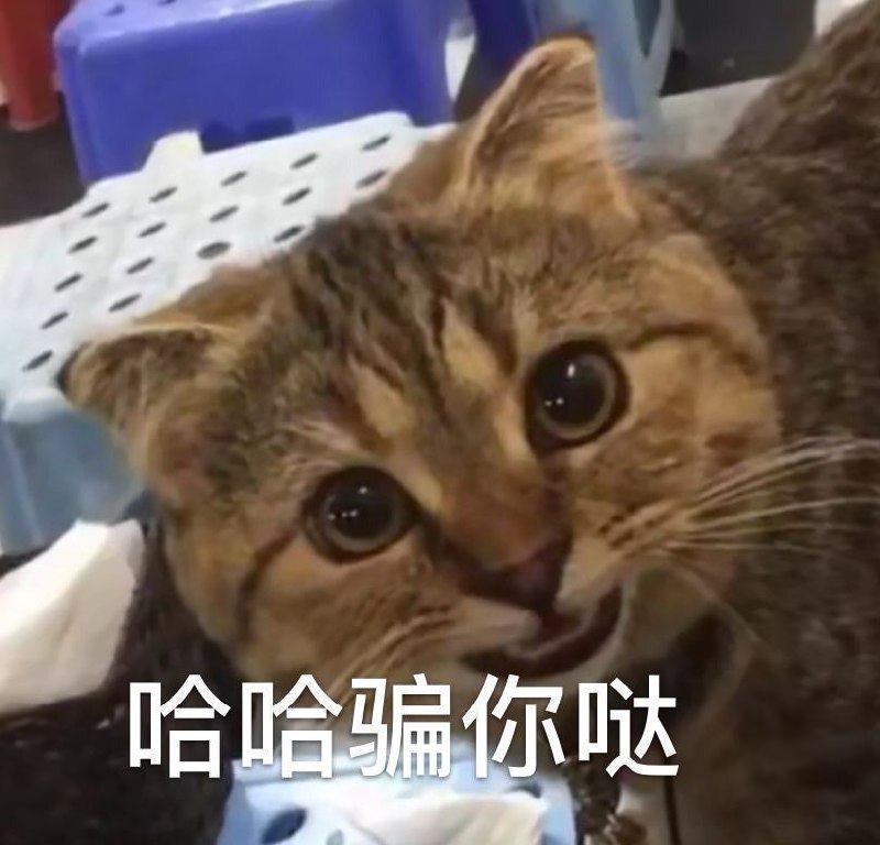 😿😸哈😿😸哈