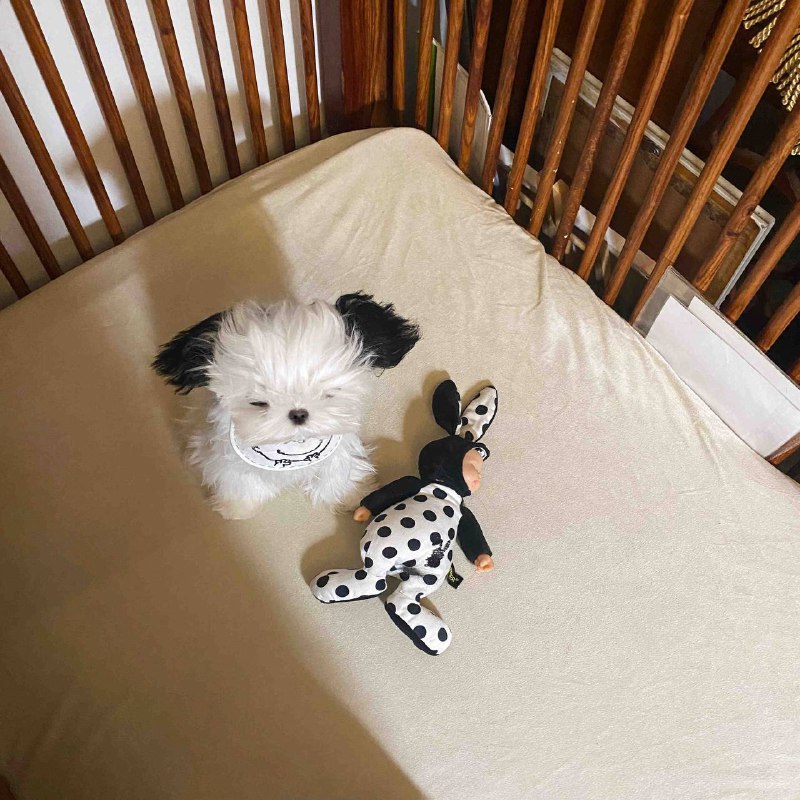 #狗狗from 平壤卫视 via 呀#狗狗from 平壤卫视 via 呀