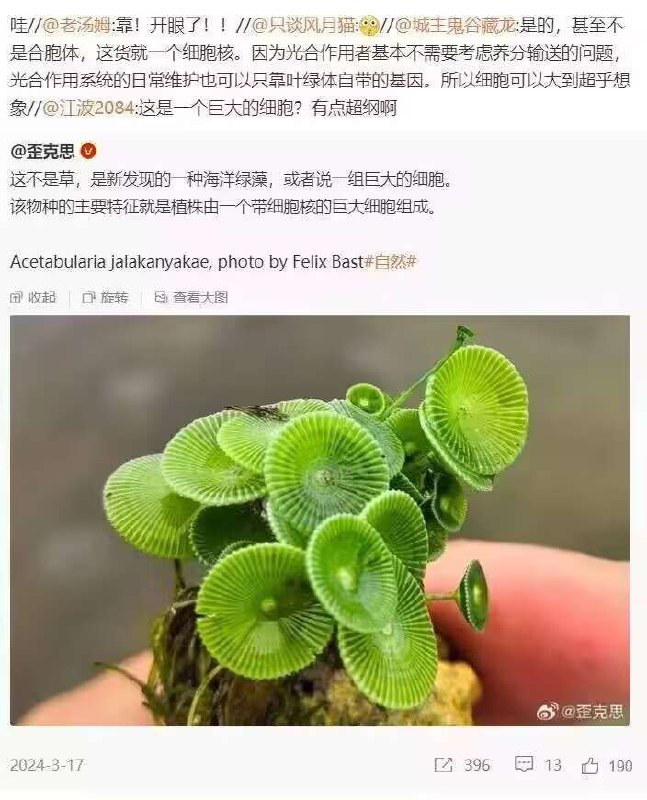 細胞（X）大胞（O）from 什麼都來點 via DECADE