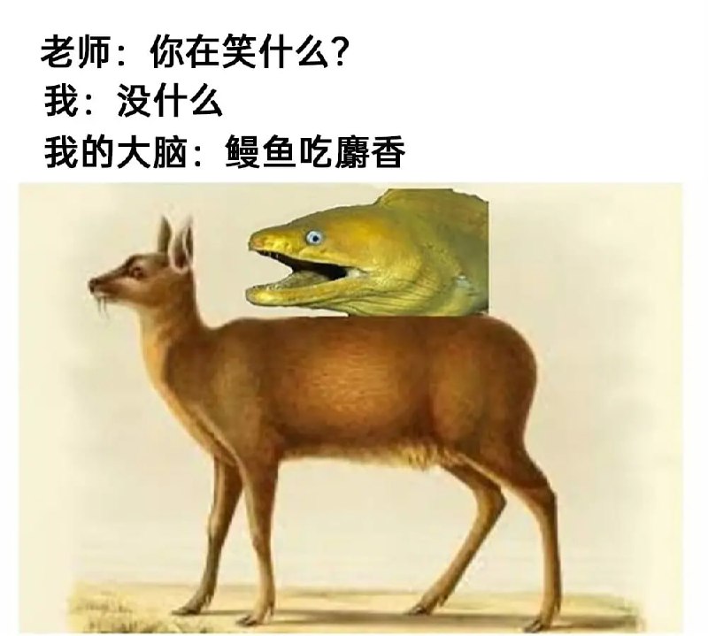 鳗鱼在麝香上→eel on musk→Elon Musk→埃隆马斯克