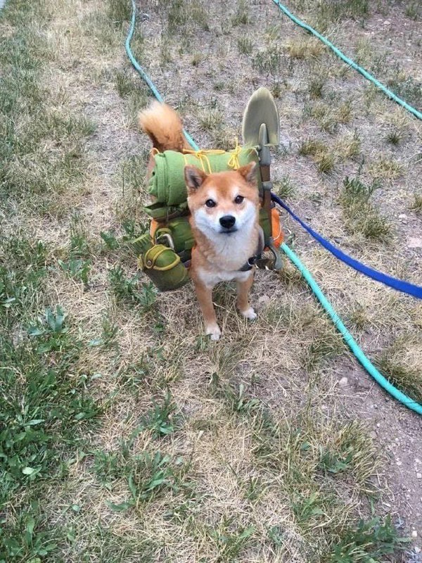你是真的狗
