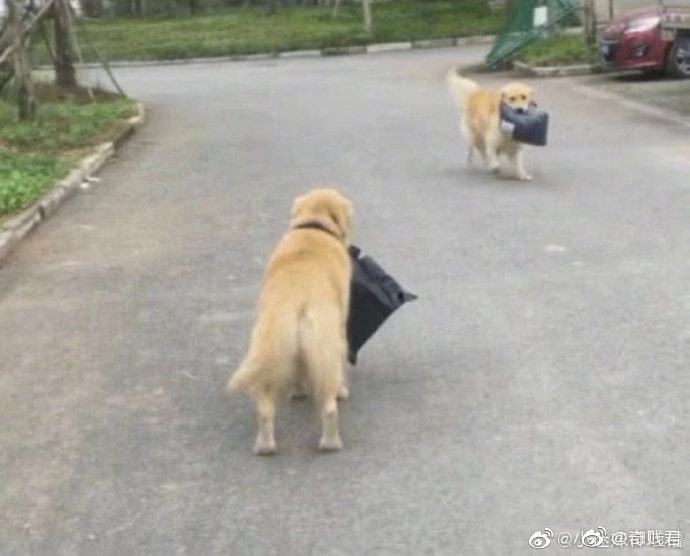 同是天涯沦落狗同是天涯沦落狗