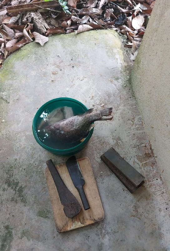 我猫呢？我猫呢？