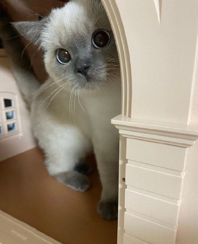 小挖煤的 | by weibo小挖煤的 | by weibo