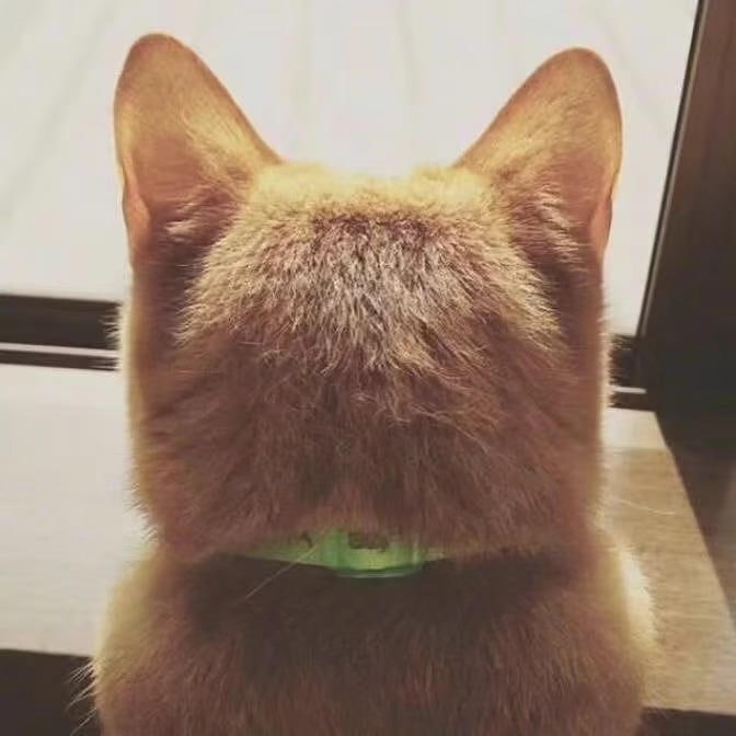 摸摸小猫头万事都不愁～摸摸小猫头万事都不愁～