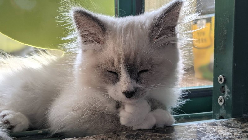 每ᨐ日ᨐ猫ᨐ图每ᨐ日ᨐ猫ᨐ图