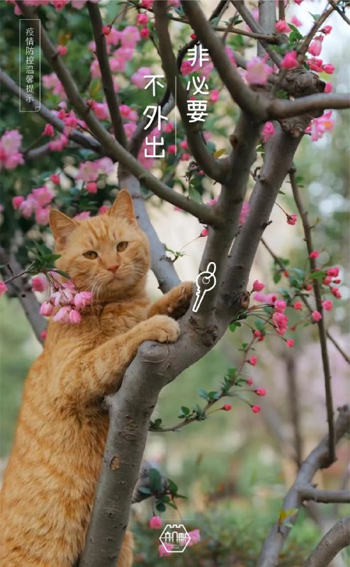 #苏州园林的猫  苏州防疫宣传，掌握了流量密码#苏州园林的猫  苏州防疫宣传，掌握了流量密码