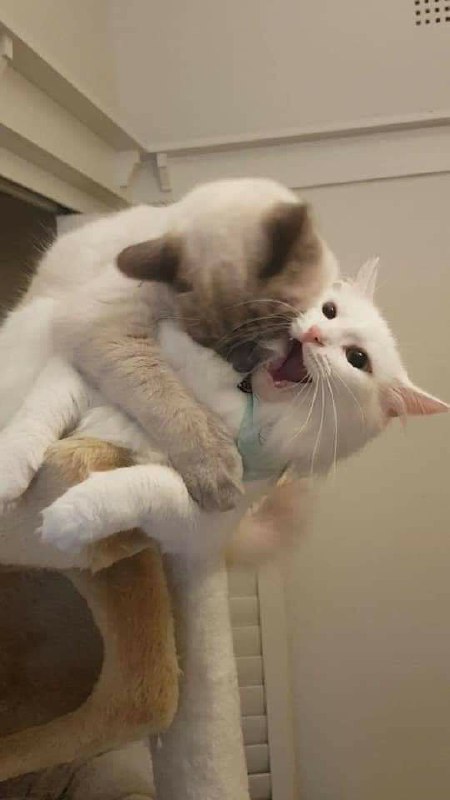 “霸道猫猫 ​​​”“霸道猫猫 ​​​”