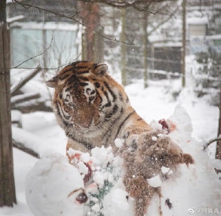 小猫咪能有什么坏心思呢？小猫咪能有什么坏心思呢？