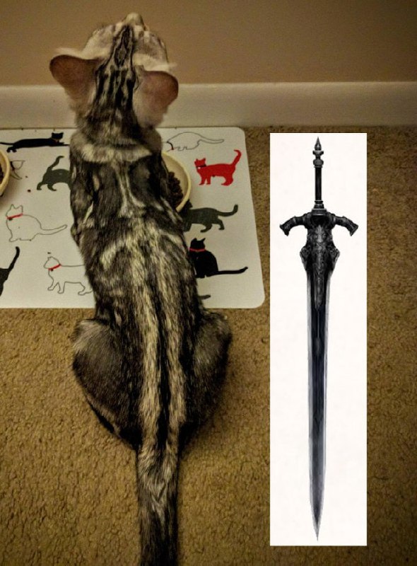 This cat's markings look like the Greatsword of Artorias from Dark Souls